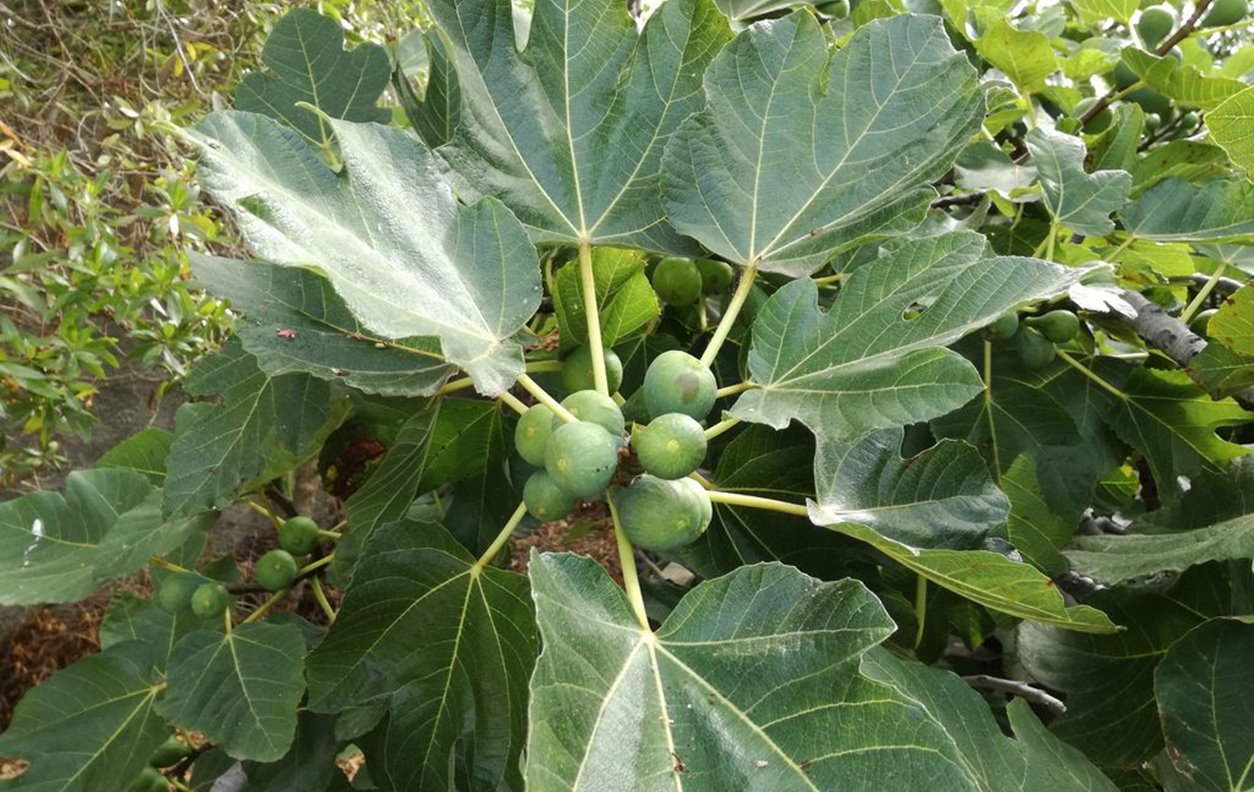 alojamento